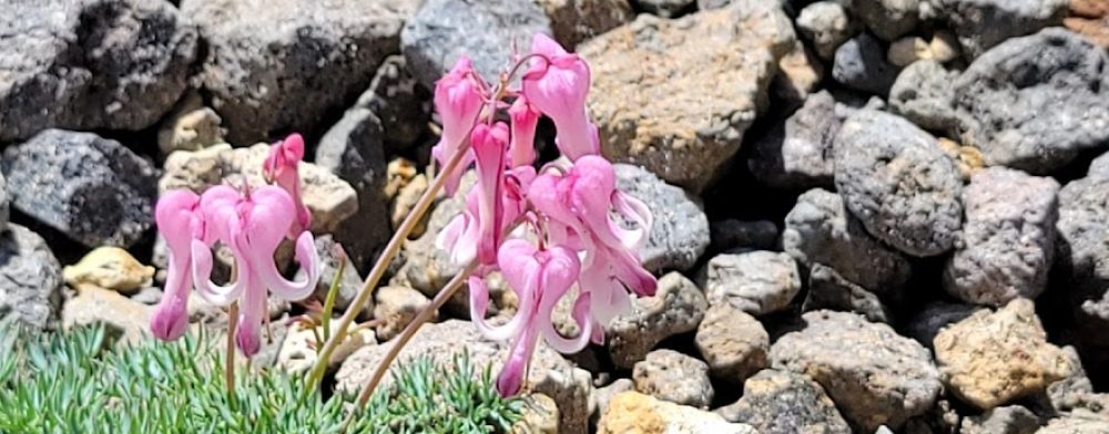 岐阜 駒草山の会