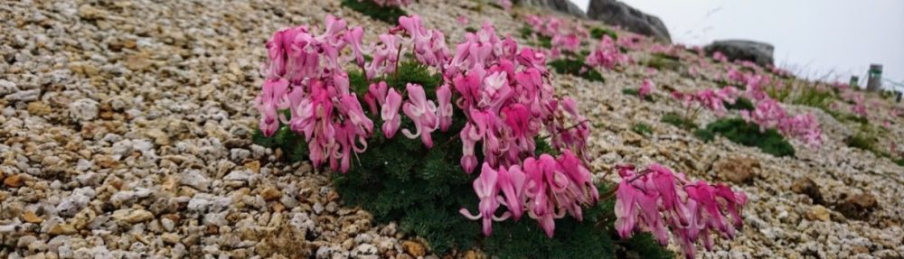 岐阜 駒草山の会