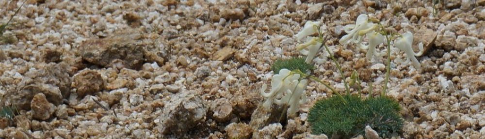 岐阜 駒草山の会