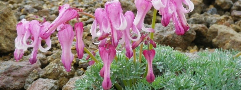 岐阜 駒草山の会