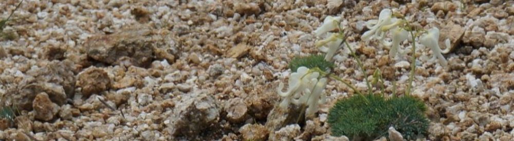 岐阜 駒草山の会