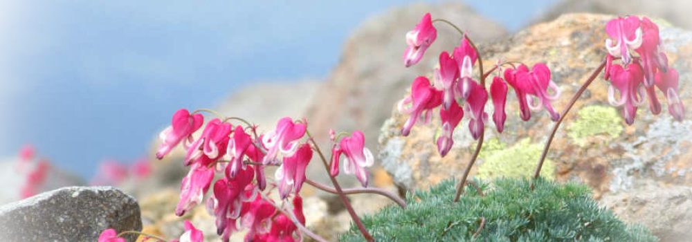 岐阜 駒草山の会