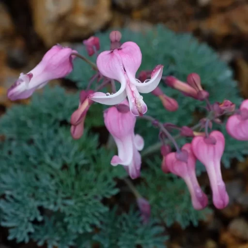 サイトアイコン